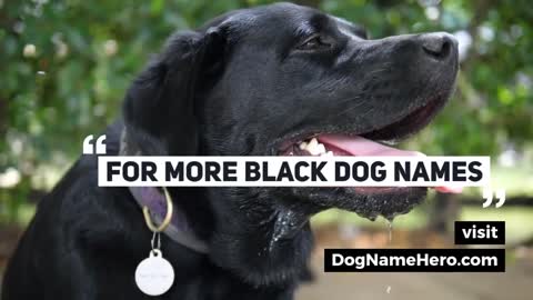 Black Dog Names - Cool Dog Names For Black Dogs