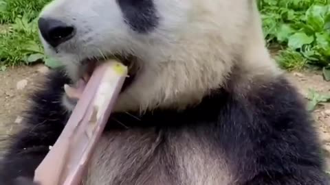 Pandas eat bamboo, see good decompression!