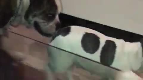 Doggos having a royal rumble