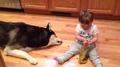 Adorable Babies Playing With Dogs and Cats Funny Babies Compilation