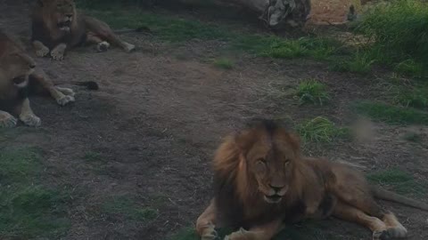 Lazy lion