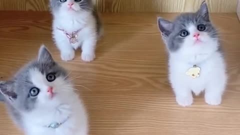 3 cute little cats short