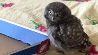 Most Little owls