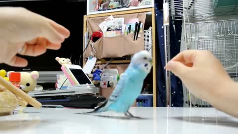 A parrot does strange and funny things when it learns that it is being photographed