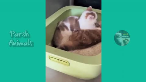 Funny animals - funny cats /dog - funny animal videos best videos of january 2023