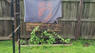 Random Hippie Biker Moment: Getting Buzzed Gardening, A Windy Day in the Garden