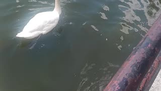 Swans kissena