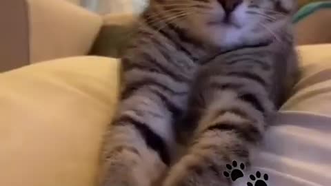 Funny animals 😆 - Funniest Cats and Dogs Video🐕🐈 4 #shorts
