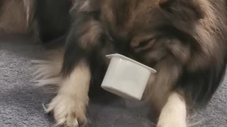 Funny puppy gets nose stuck in yogurt pot
