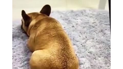 Funny Dog farts into microphone (see reaction)