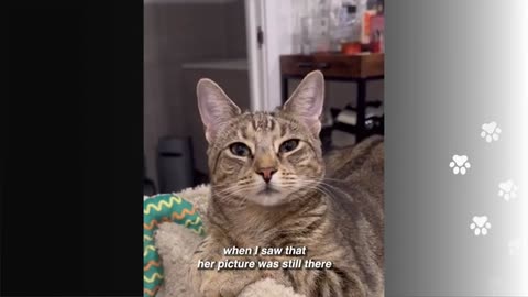 Cat Who Is Scared Of Humans Falls In Love With New Dad