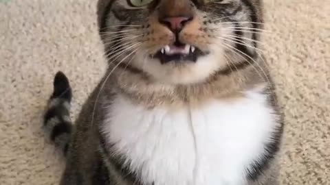 singing super cute cat