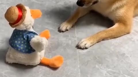 my dog making fun with my doll