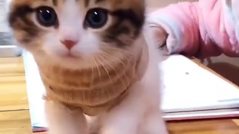 Cute and Funny Cat Video Compilation 2021 #shorts