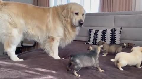 Adorable Golden Retriever Reaction to 5 Puppies!