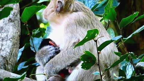 Cute baby monkey relax and asks her mum where milk for me mum i am hungry