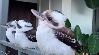 WHEN A MAN SAVES A BIRDS LIFE. THIS HAPPENS 🥰