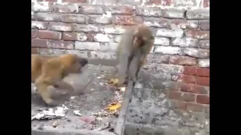 monkey and dogs puppy pulls funny monkey and dog videos