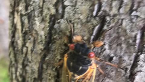 Cicada Invasion Has Started in MD