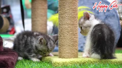 Two kittens having fun and learning how to climb tall trees