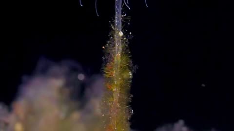 Hydroid Animals Closely Related To Jellyfish