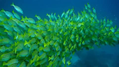 What a beautiful colorful fish playing