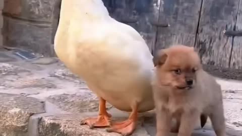 Cute lil puppy and duck friendship story!! cute moments