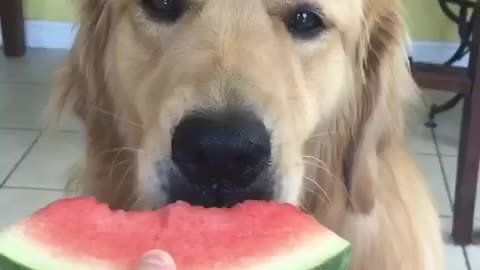 Golden Retreiver eats watermelon like a gentleman