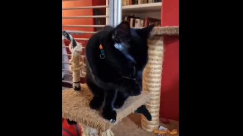 Cat videos | Fanny cat videos | pit videos | kittycat video |