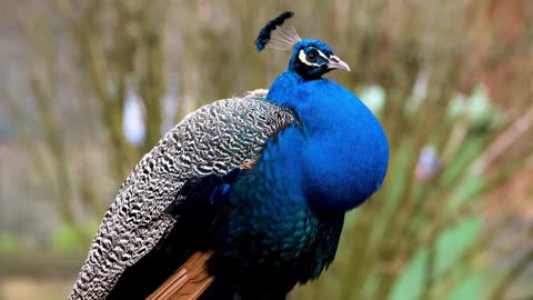 BEAUTIFUL INDIAN PEACOCK🦚❣️