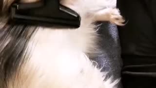 Hilarious puppy loves being vacuumed