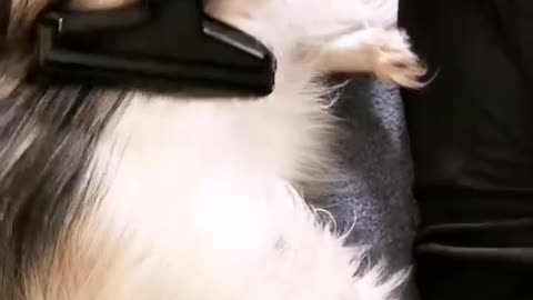 Hilarious puppy loves being vacuumed