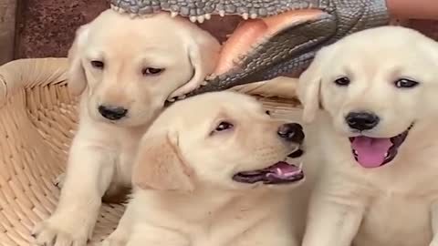 Funniest & Cutest Labrador Puppies #2 - Funny Puppy Videos