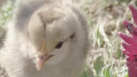 Very cute little chick