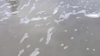 Redfish in the surf