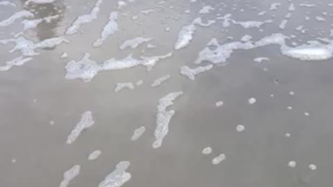 Redfish in the surf