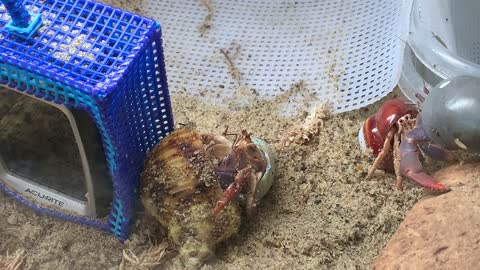 Rescued Hermit Crab Switches Shells