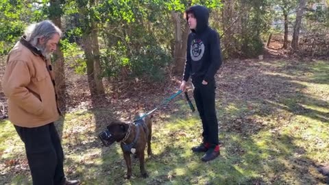 Dog training video