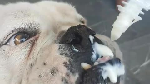 Pitbull eating white icing out of the bag