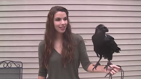 Ravens can talk!!