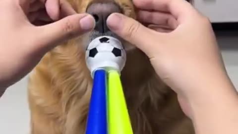 dog blowing a trumpet