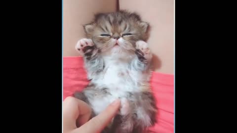 funny and cute cats - short funny cat