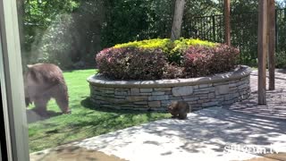 Bear mom has some break time from her cubs in the pool | sillyFun.tv