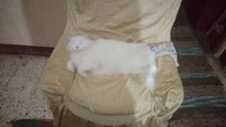Adorable White Cat Sleeping On Coach