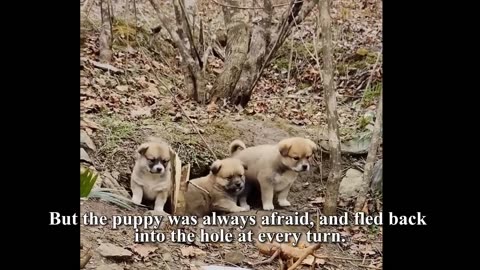 Mother Stray Dog Blocks Road, Begs For Food For Children In Cave