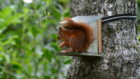 Red Squirrel funny animal's VDO