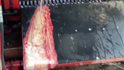 HUGE Abscess Removed from a Bull