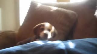 Puppy Quickly Learns To Howl! ☺