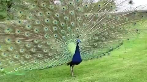 sooo cute and beautiful peacock (moare) cute animal world