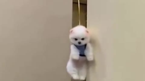 Cute Little Puppy Flying in the Air [Puppy lighter than balloon] #Shorts #YoutubeShorts #CuteAnimals